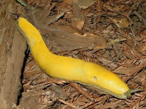 Banana slug