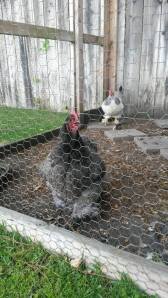 chicken with pantaloon legs