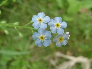 ForgetMeNotTrue061310B