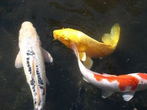 Koi pond