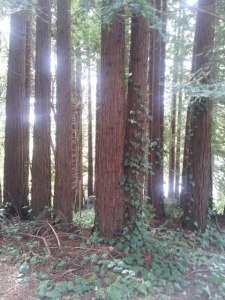 Redwoods