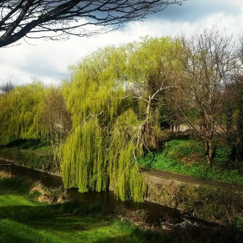 Weeping willow - milltown
